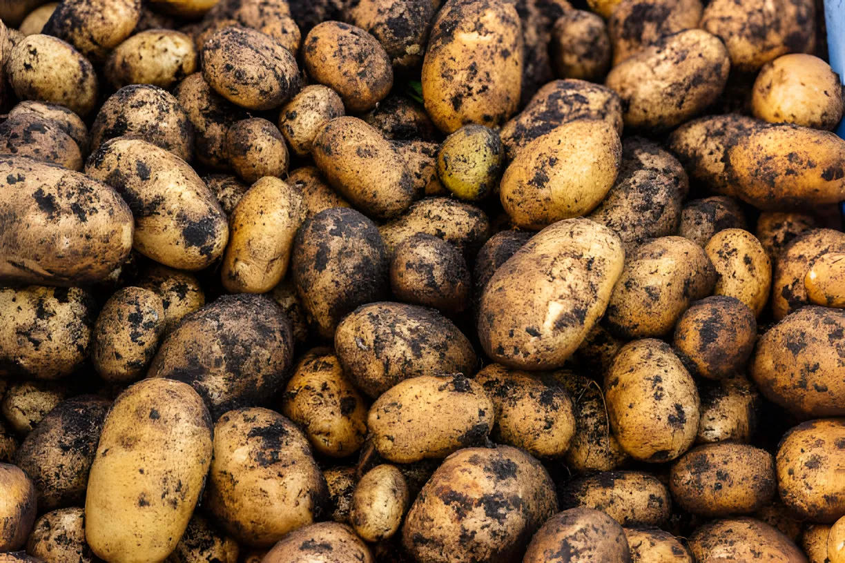 Bewaar aardappelen met kruidenbladeren om uitloop te voorkomen: een oude truc van onze grootouders