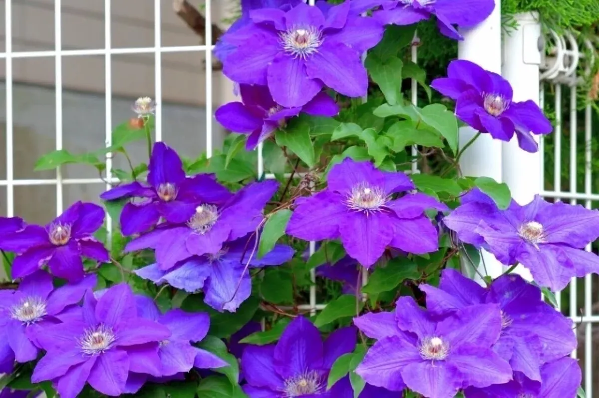 Clematis en hosta's. Hoe u tuinbloemen op de juiste manier kunt voorbereiden op de winter