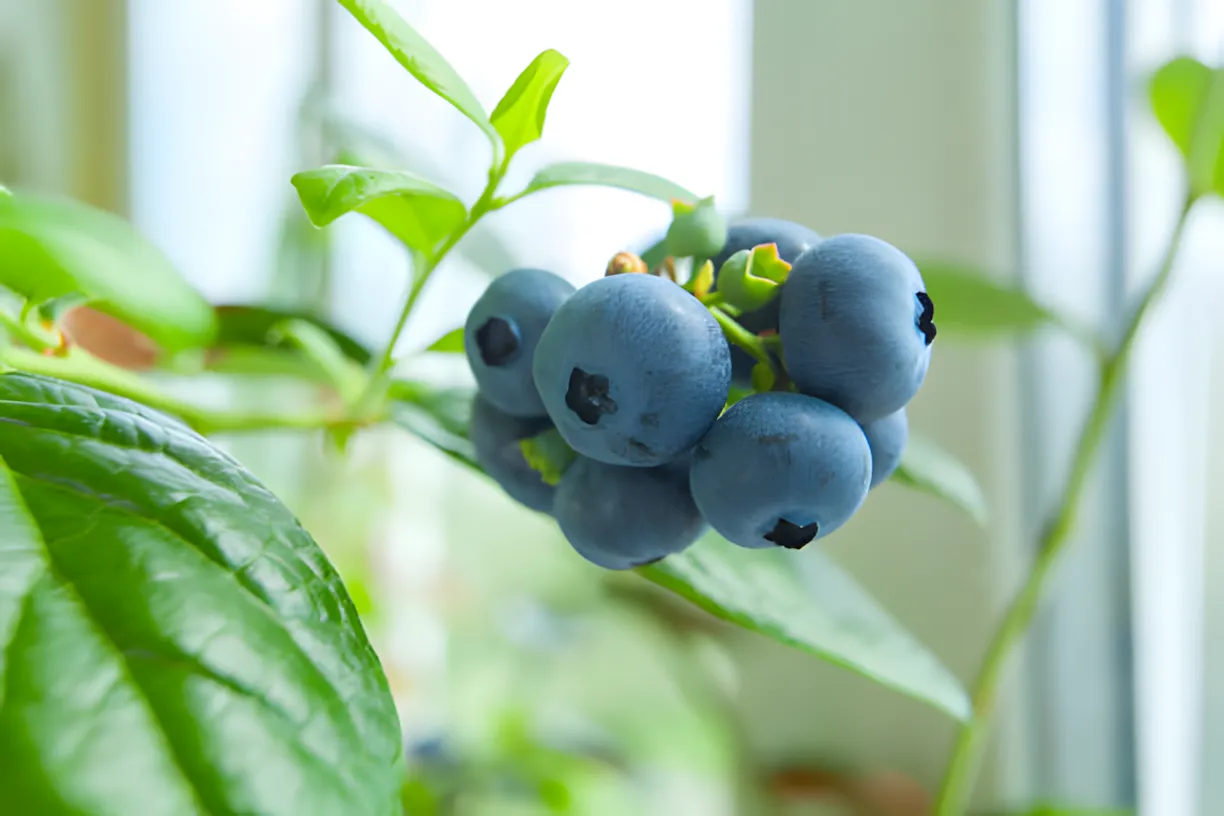 Hoe Belarussen Blauwe Bessen op een Raamkozijn Kunnen Teelt