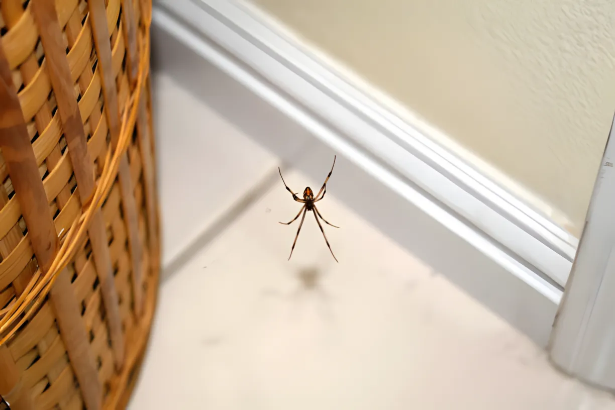 Hoe kom je van spinnen af in een huis zonder dichlophos? Deze natuurlijke spray zal beter omgaan dan speciale gereedschappen