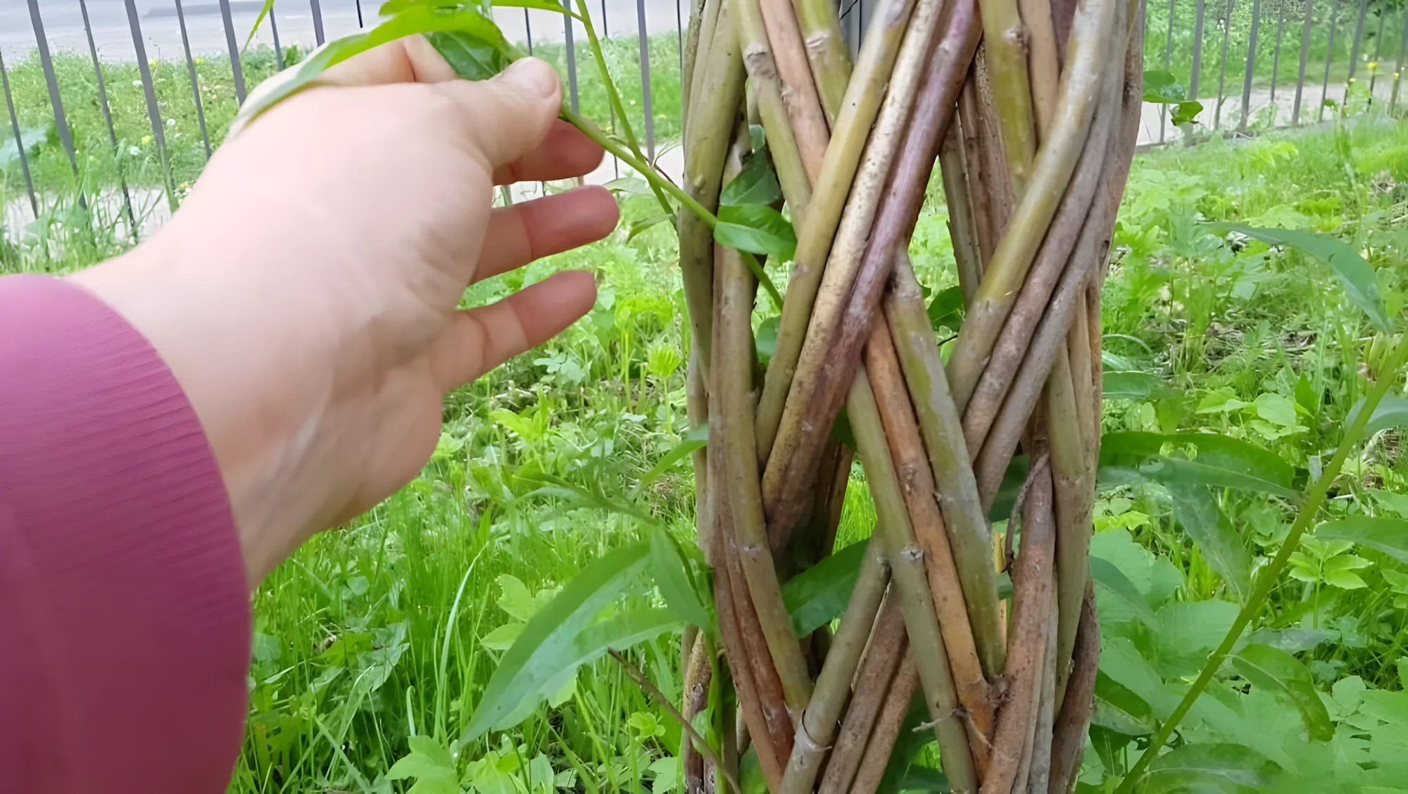 Hoe maak je een wilgentenen boom?