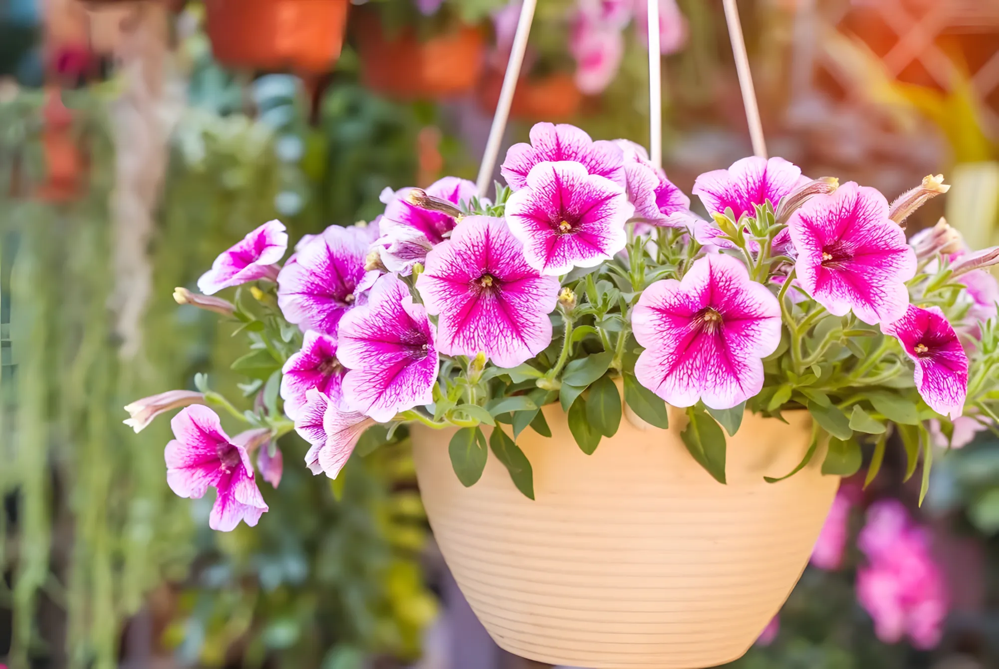 Hoe petunia's groeien zonder hakhout