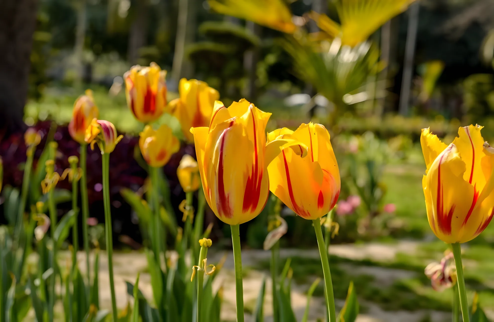 Hoe tulpen beschermen tegen ongedierte