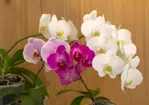 Waarom laat een orchidee alleen bladeren zien? 2 ingrediënten om bloeitips te stimuleren