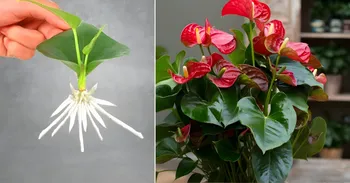 Hoe een anthurium vermeerderen door een blad