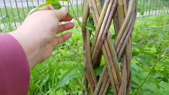 Hoe maak je een wilgentenen boom?