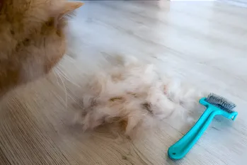 Hoe verwijder je haar na katten en honden? Deze 2 manieren zal je vergeten over de stofzuiger en rollen voor kleding