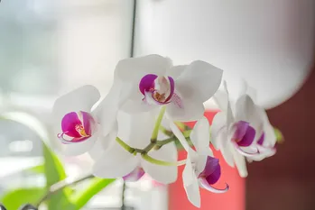 Hoe zorg je ervoor dat je orchidee weer bloeit?