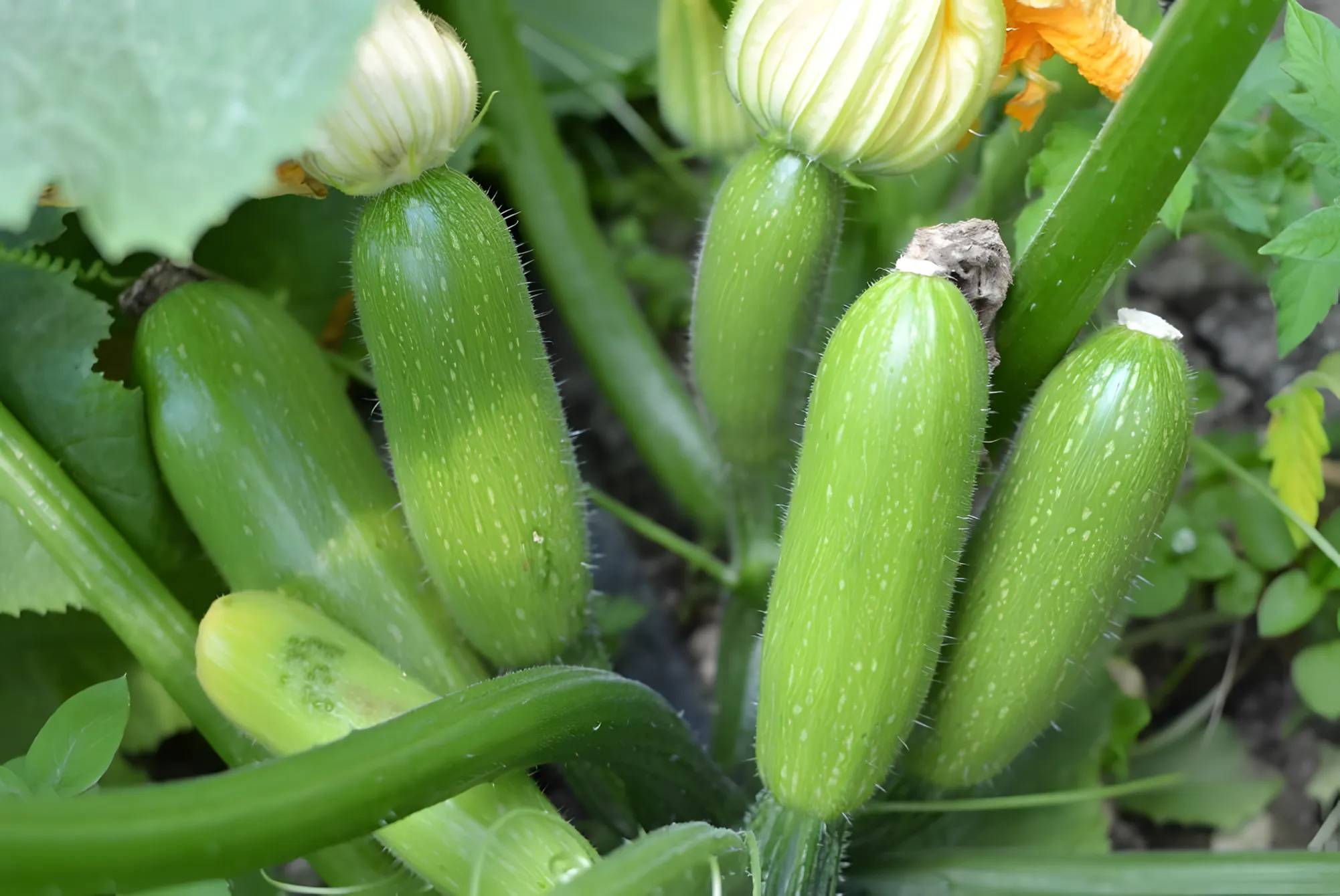 Vroege courgettes: alle geheimen om ze te kweken