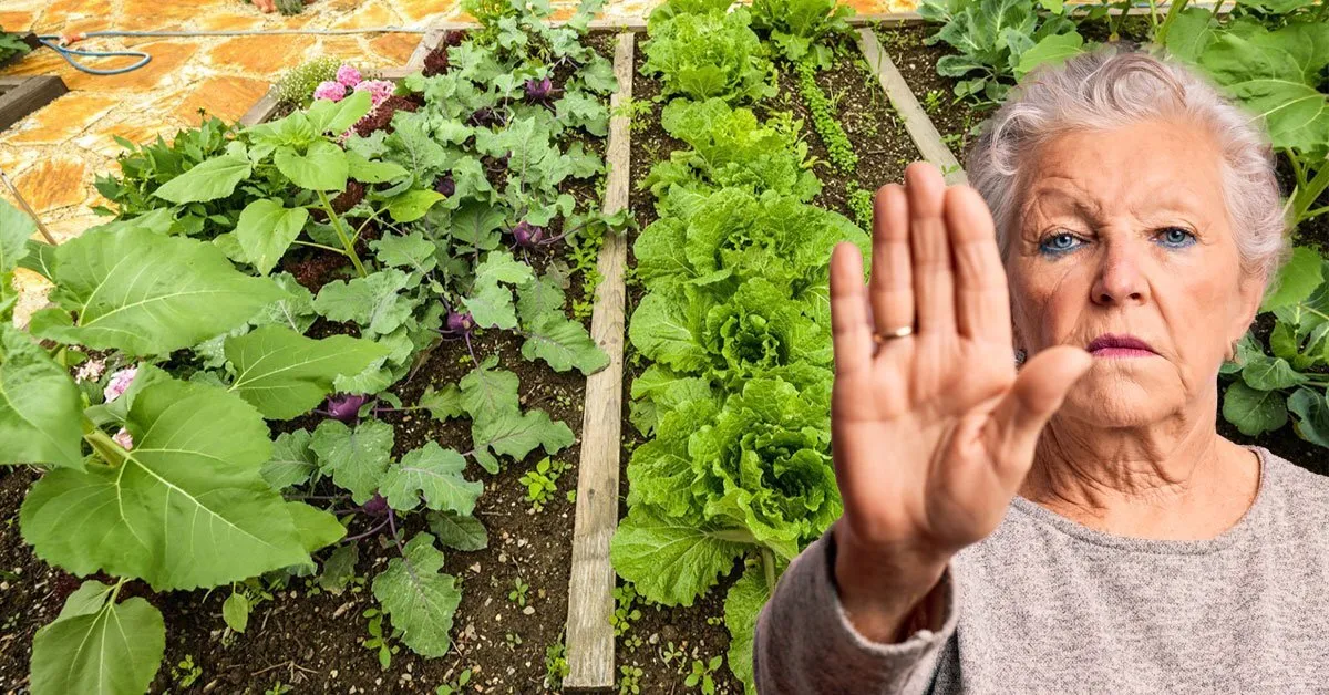 Welke groenten mogen niet naast elkaar geplant worden?